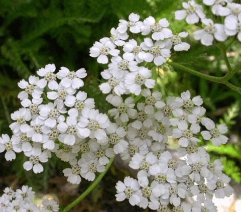 Achillea millefolium