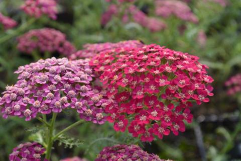 Achillea millefolium 'Christel'