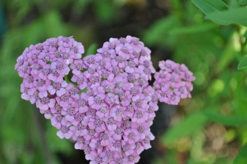 Achillea millefolium 'Cassis'