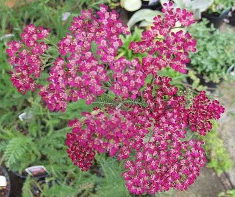 Achillea millefolium 'Cerise Queen'