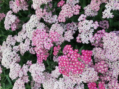 Achillea millefolium 'Excel'