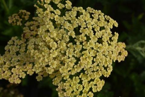 Achillea millefolium 'Hoffnung'