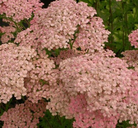 Achillea millefolium 'Lachsschönheit'