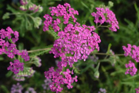 Achillea millefolium 'Lilac Beauty'