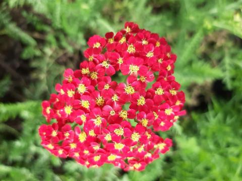 Achillea millefolium 'Paprika'