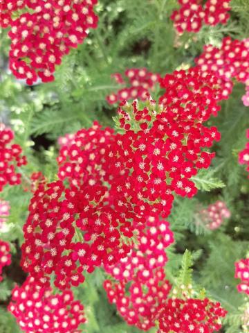 Achillea millefolium 'Petra'