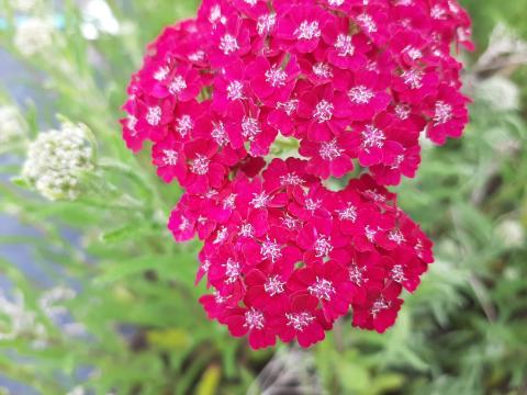 Achillea millefolium 'Pink Grapefruit'