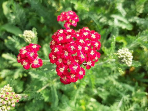 Achillea millefolium 'Red Velvet'