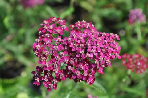 Achillea millefolium 'Sammetriese'