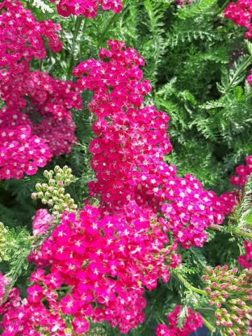 Achillea millefolium 'Saucy Seduction'