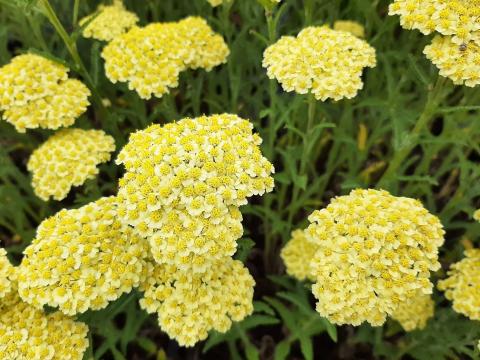 Achillea millefolium 'Sunny Seduction'