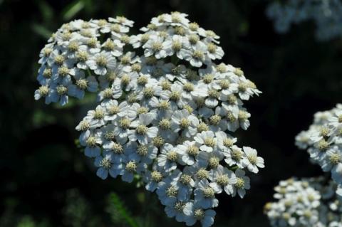 Achillea millefolium 'Schneetaler'