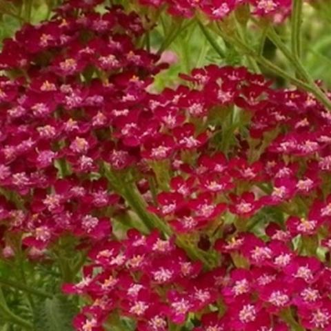 Achillea millefolium 'Summerwine'