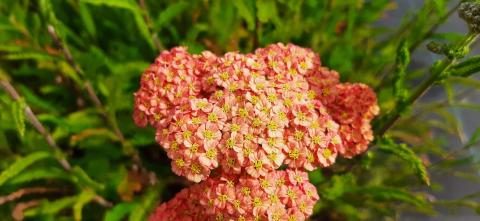 Achillea millefolium 'Summerpastels'