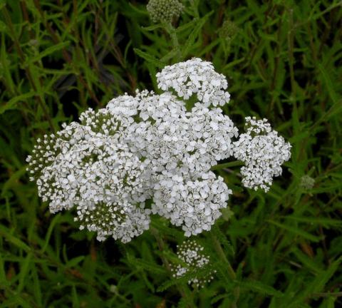 Achillea millefolium 'White Beauty'