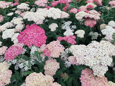 Achillea millefolium 'Wesersandstein'