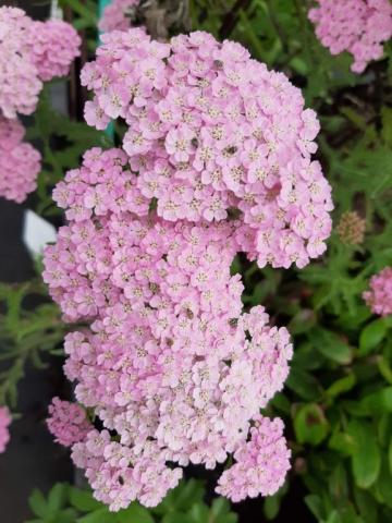 Achillea millefolium 'Wonderful Wampee' ®