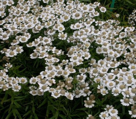 Achillea ptarmica 'Nana Compacta'