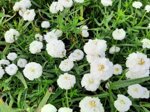 Achillea ptarmica 'Peter Cottontail'