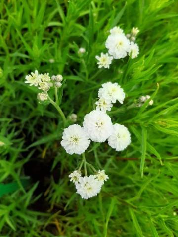 Achillea ptarmica 'The Pearl'