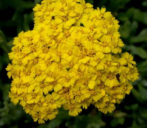 Achillea tomentosa