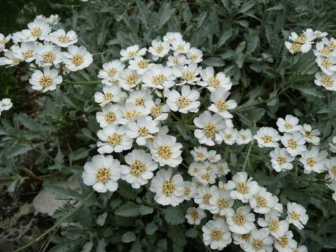 Achillea umbellata