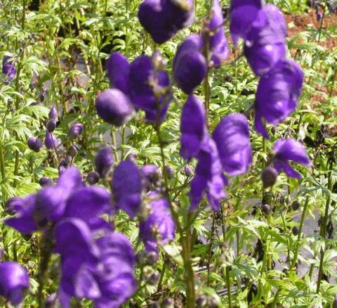 Aconitum henryi 'Spark's Variety'