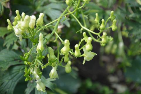 Aconitum lamarckii