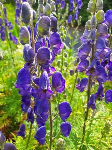 Aconitum napellus