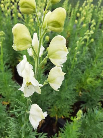 Aconitum napellus 'Album'