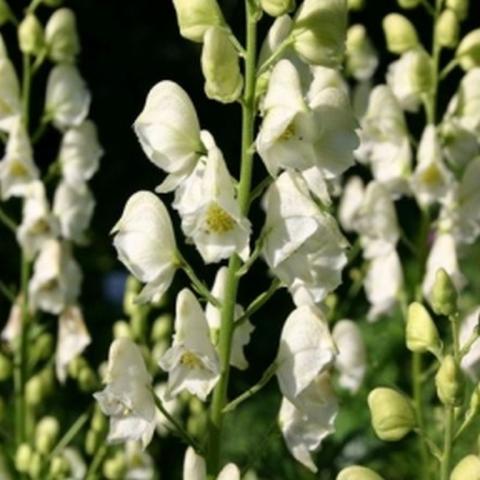 Aconitum napellus 'Schneewittchen'