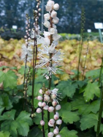 Actaea japonica 'Cheju do'