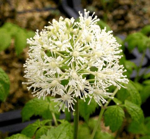 Actaea pachypoda