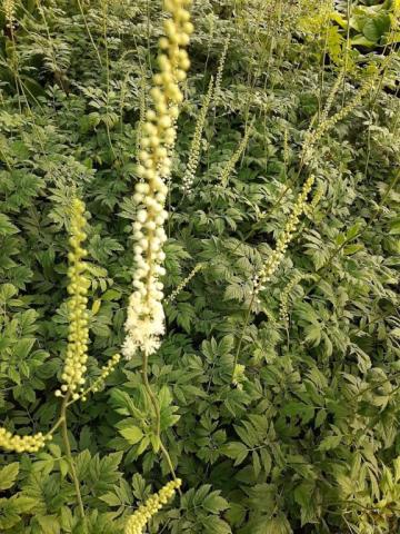 Actaea racemosa