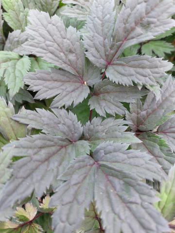 Actaea simplex 'Atropurpurea'