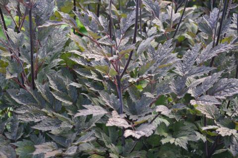 Actaea simplex 'Brunette'