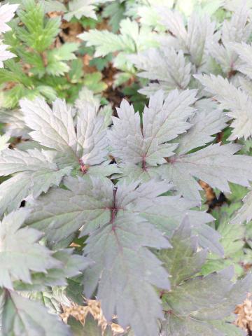 Actaea hybride 'Chocoholic'