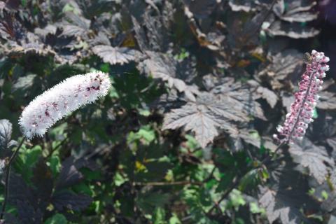 Actaea simplex 'Pink Spike'