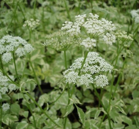 Aegopodium podograria 'Variegatum'