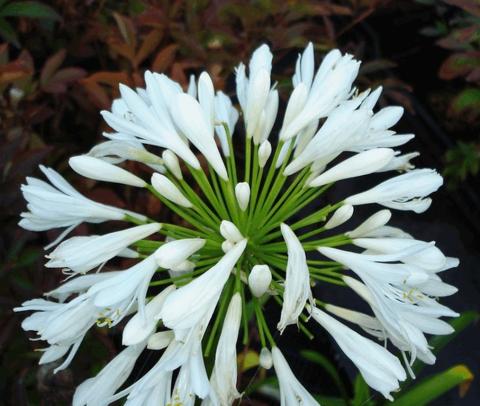 Agapanthus africanus 'Albus'