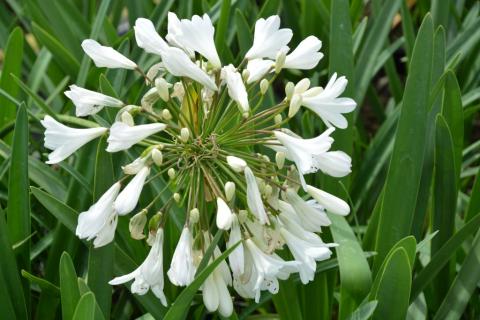 Agapanthus hybride 'Arctic Star' (PBR)