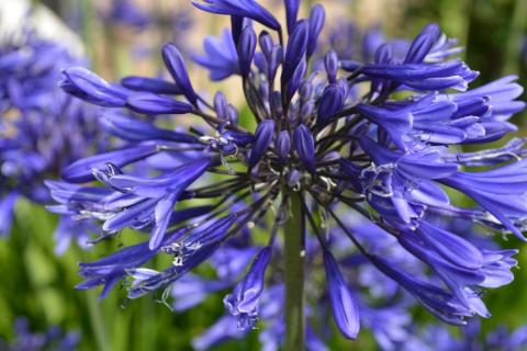 Agapanthus hybride 'Navy Blue'