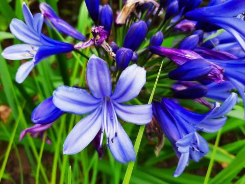 Agapanthus hybride 'Pretty Heidy' ®