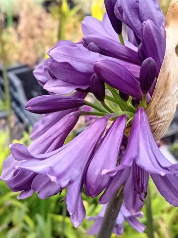 Agapanthus hybride 'Poppin Purple' ®