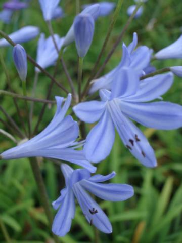 Agapanthus hybride 'Peter Pan'