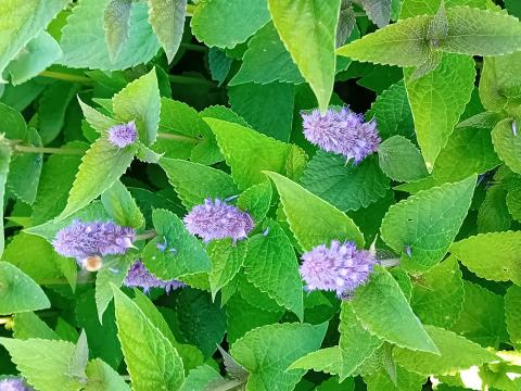 Agastache foeniculum