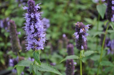 Agastache hybride 'Black Adder'