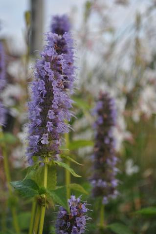 Agastache hybride 'Blue Fortune'