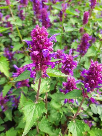 Agastache hybride 'Blue Boa' (PBR)