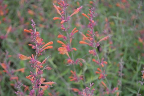 Agastache hybride 'Firebird'